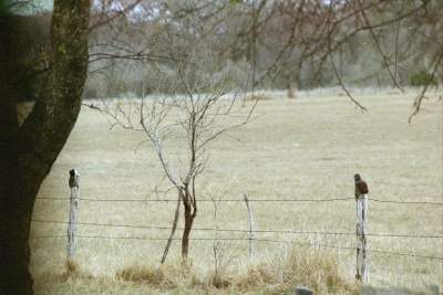 Texas Bandera -boot fence.JPG